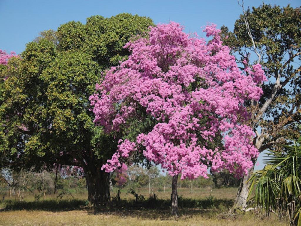 Hotel Pousada And Safari Cuiabá Exteriör bild