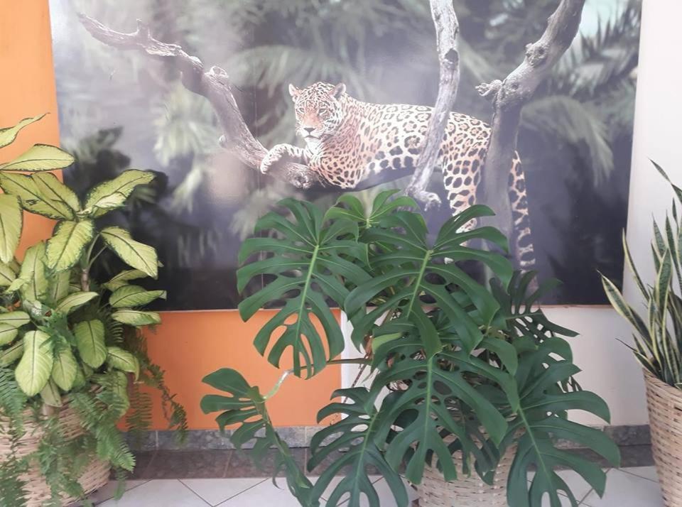 Hotel Pousada And Safari Cuiabá Exteriör bild